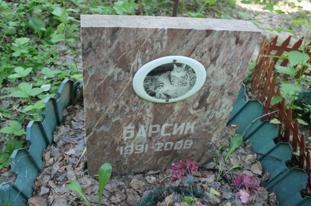    Как похоронить кошку?