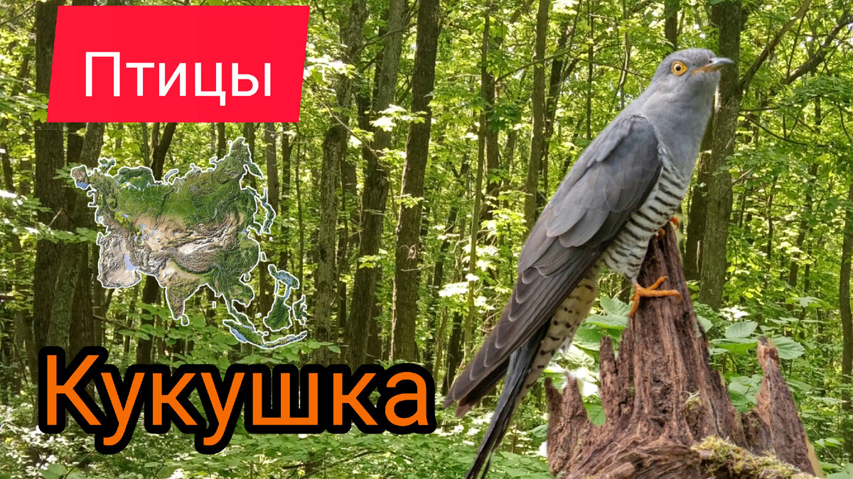 О чём кукует кукушка?