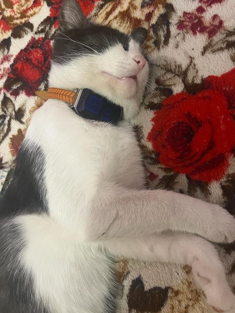 Кот с ошейником-навигатором. Фото Е. Денисовой.