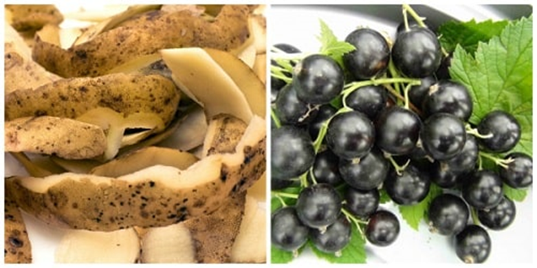 Очистки от картофеля для огорода для смородины. Кожура от картофеля под смородину. Картофельные очистки для смородины. Удобрение из картофельных очисток для смородины. Картофельные очистки для смородины.