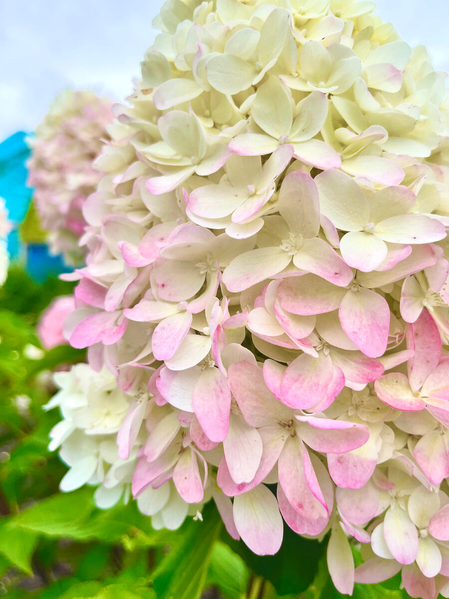 Гортензия метельчатая Мэджикал Свит Саммер (Hydrangea paniculata Magical Sweet S