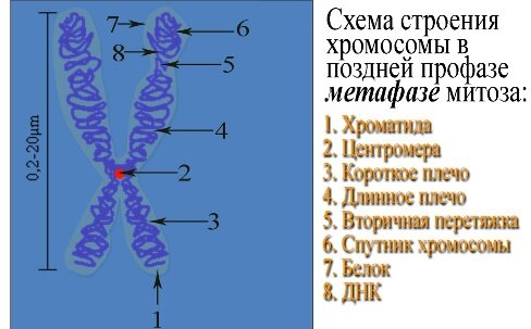 Хромосома. Источник:in-natura.ru