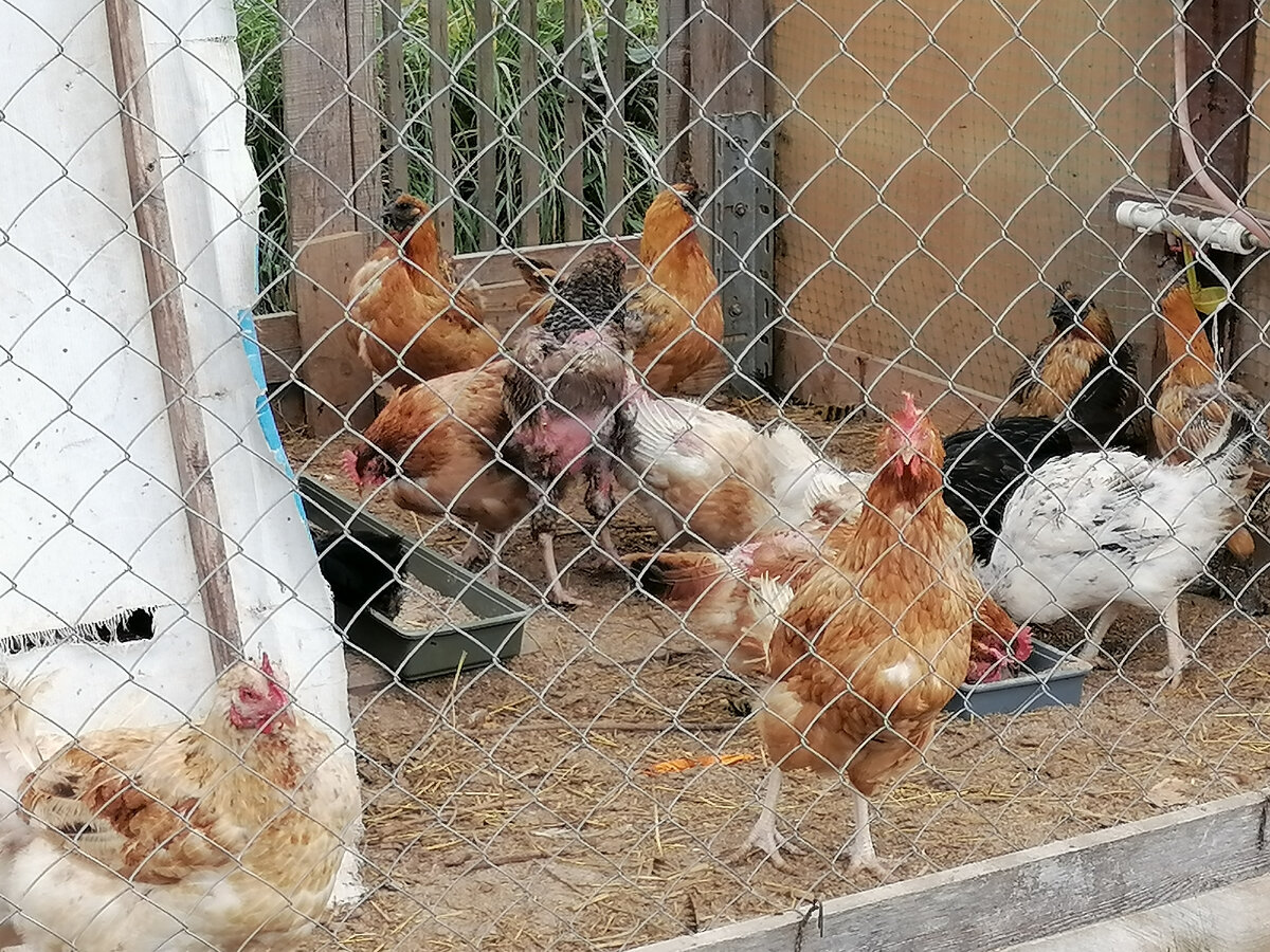 Курочки в летнем вольере.... 