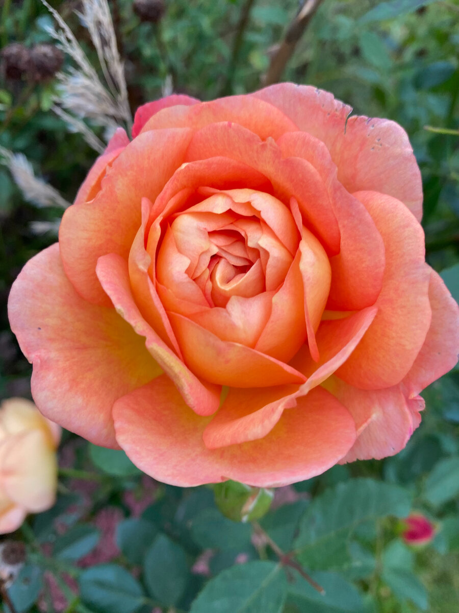 Роза Леди оф Шалот, фото автора