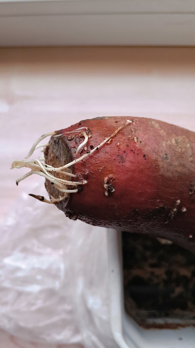 Итак, первое фото - ипомея батат - Сад Анны Гауэр