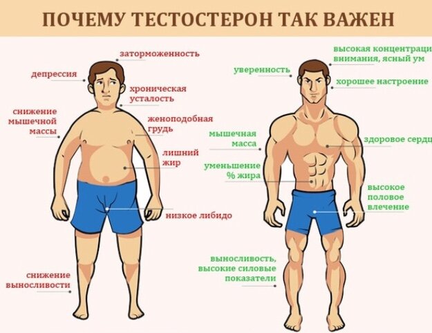 ТЕСТОСТЕРОН — ВСЁ, ЧТО НЕОБХОДИМО ЗНАТЬ