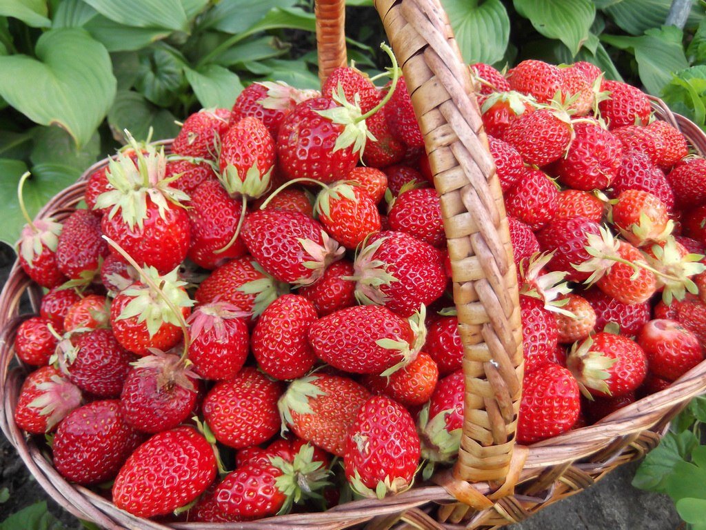 фото: golos.io / сад дача огород садовод участок клубника растения удобрения ягода