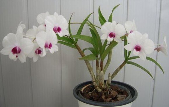 Диковинные растения: орхидеи и те, кто их выращивает