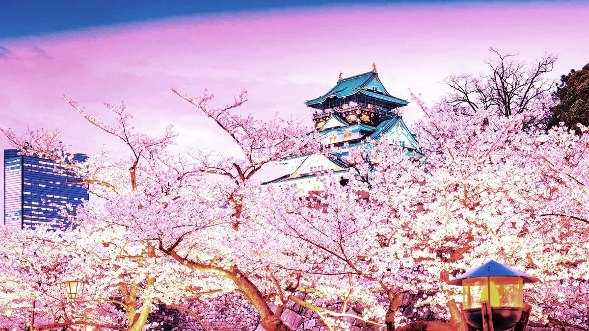 Цветение сакуры