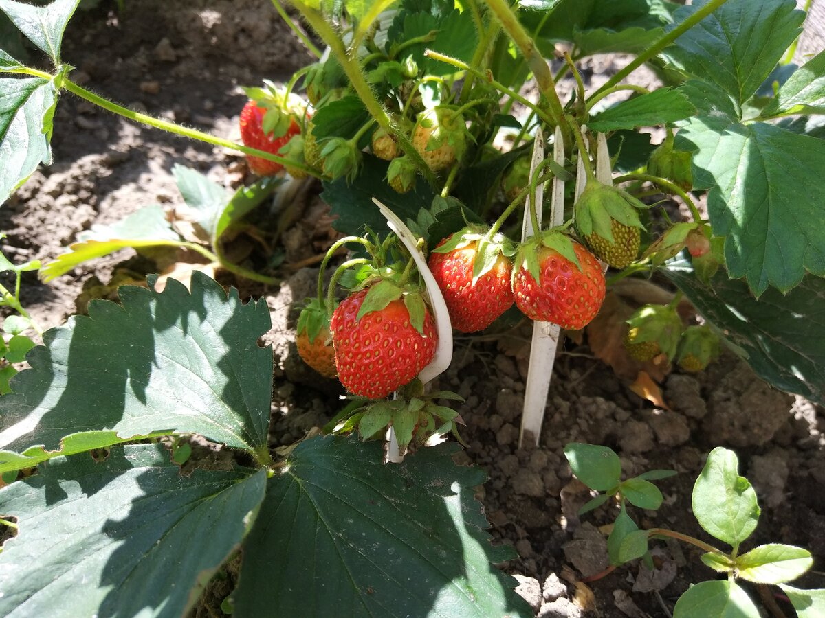 Клубника спеет на даче. Фото автора, запрещено к использованию