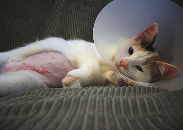 У кошки после стерилизации шишка на животе - причины и профилактика. | Лапа  помощи | Дзен