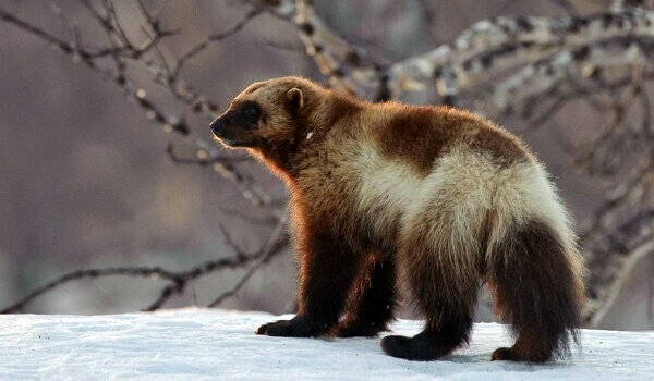 Фото Росомахи