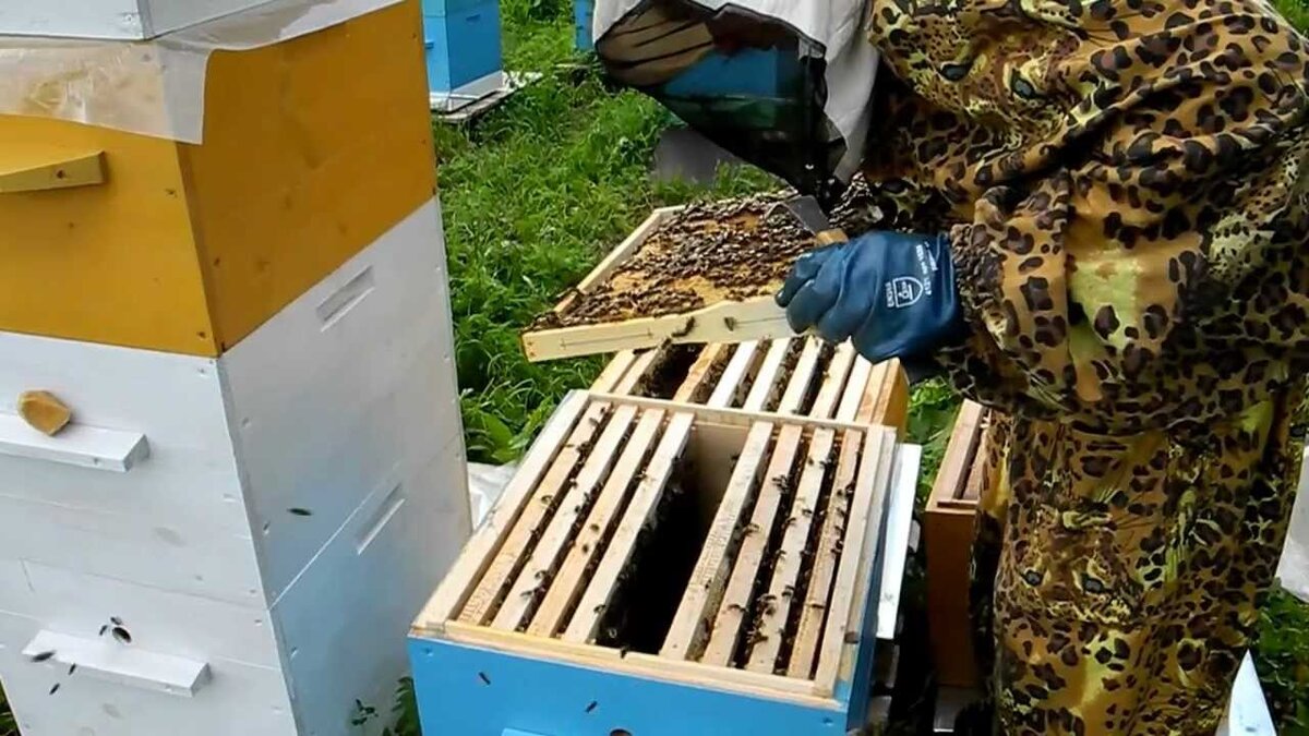 Костюм пчеловода из ТИКА без сетки, 60 размер