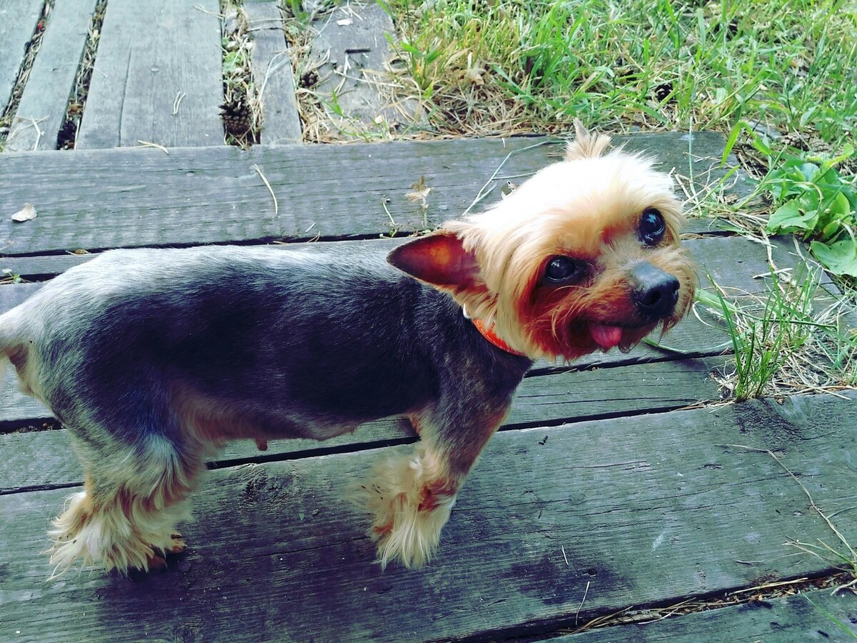 Собака Буся