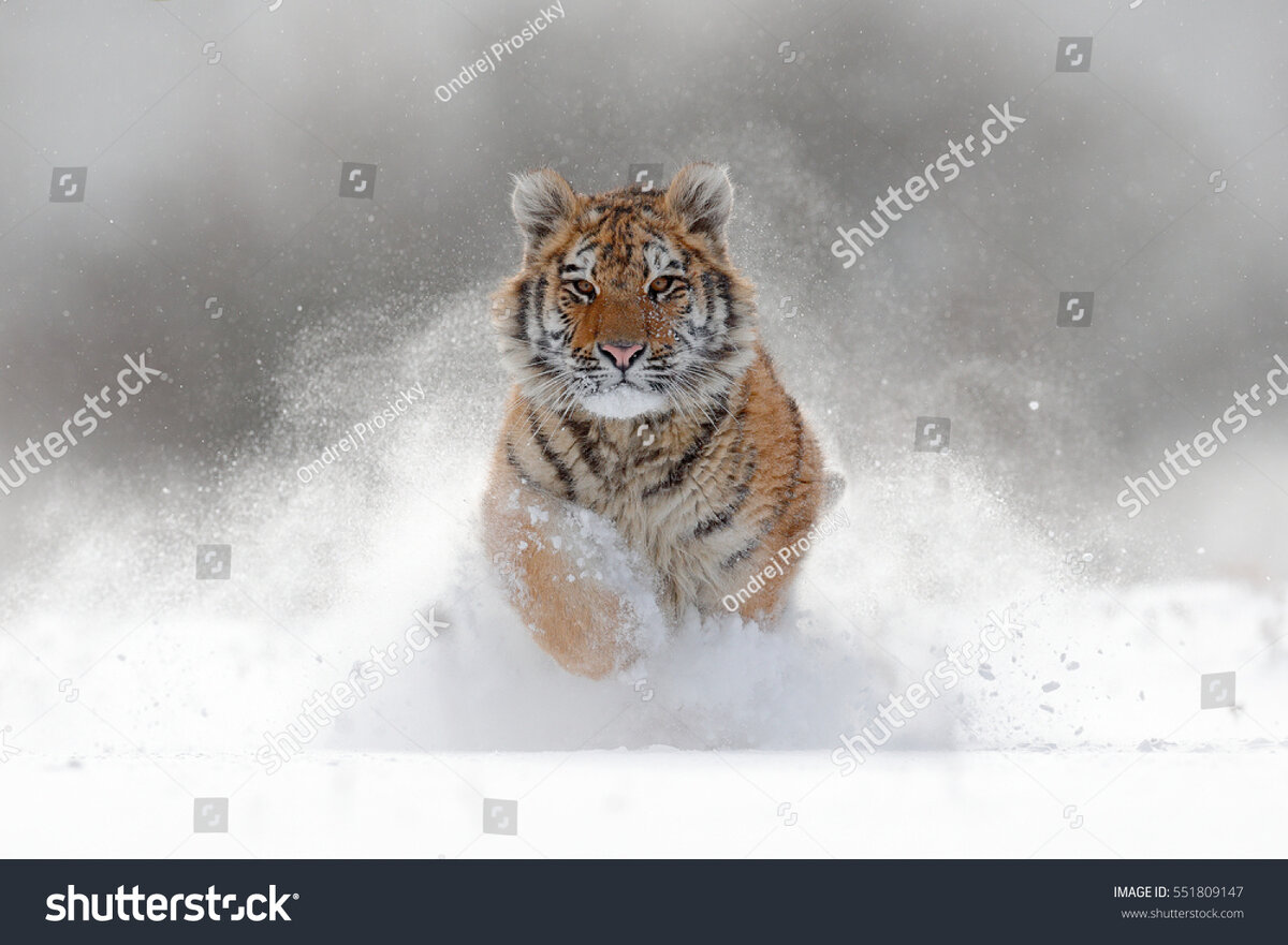 Female siberian tiger roaring while in front of a bush