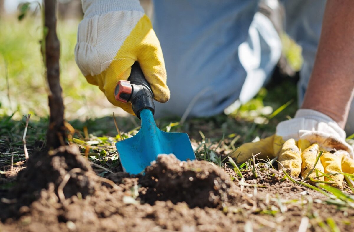 Уход за растениями в течение вегетационного периода заключается в удалении поросли на подвое и борьбе с сорняками, а после снятия пленки — опрыскивании химическими средствами в борьбе с милдью, как и в обычной школке.
