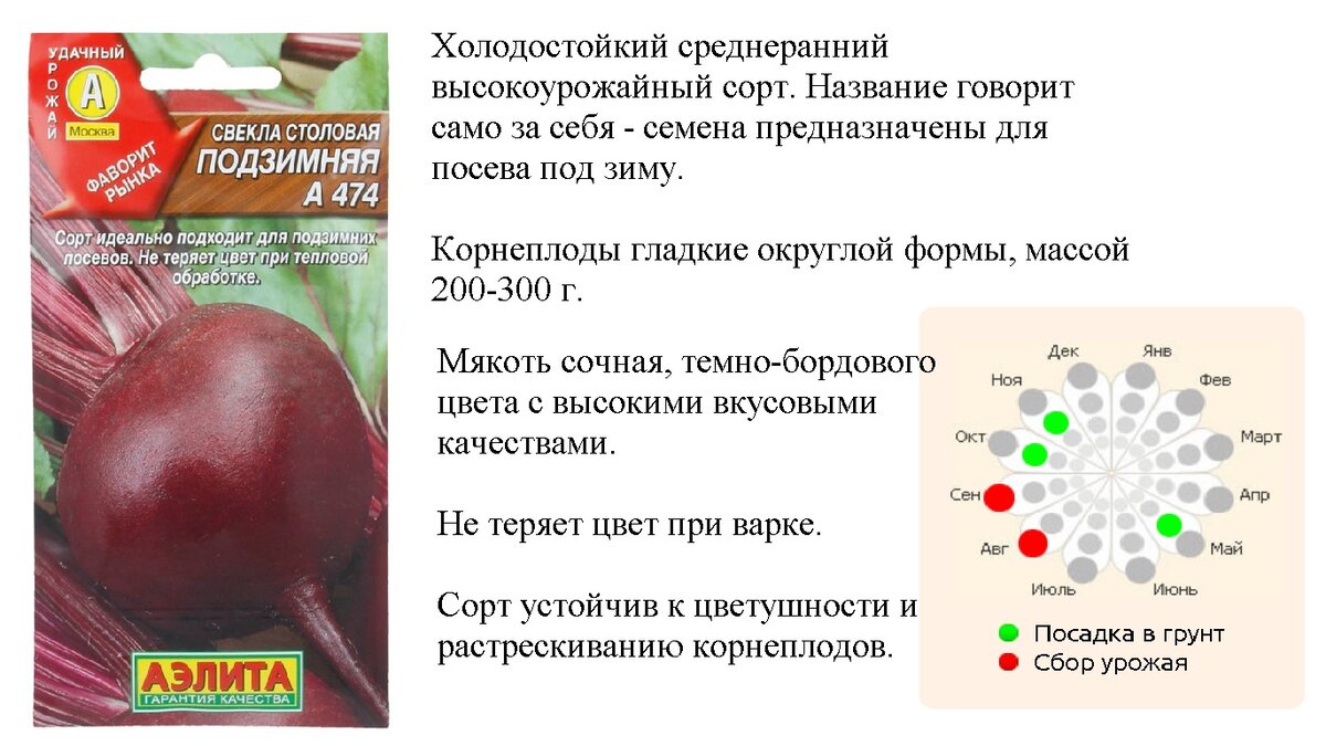 Свёкла сорта для посадки. Свекла грибовская плоская. Сорта свеклы. Какие сорта свеклы можно сажать под зиму. Сорта свеклы названия.