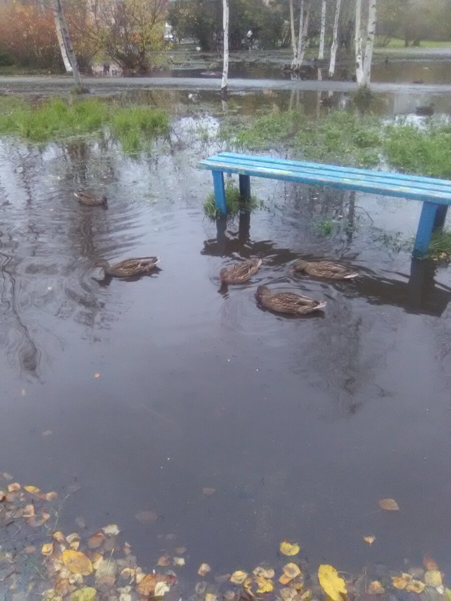 В северодвинске было ооочень много дождей,лужи везде