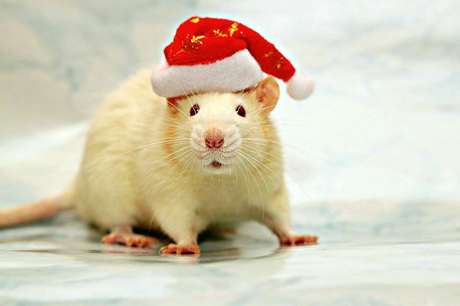 Новогодняя мышка.