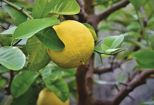 https://cdn.pixabay.com/photo/2019/08/10/04/47/grapefruit-4396202__340.jpg