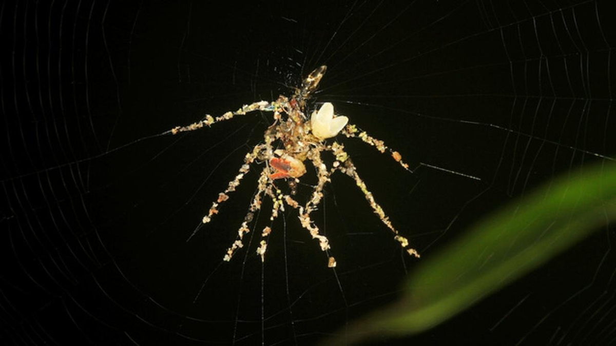 Мерещатся пауки. Паук Cyclosa mulmeinensis. Cyclosa argenteoalba. Паук Кукловод. Сингапурский паук