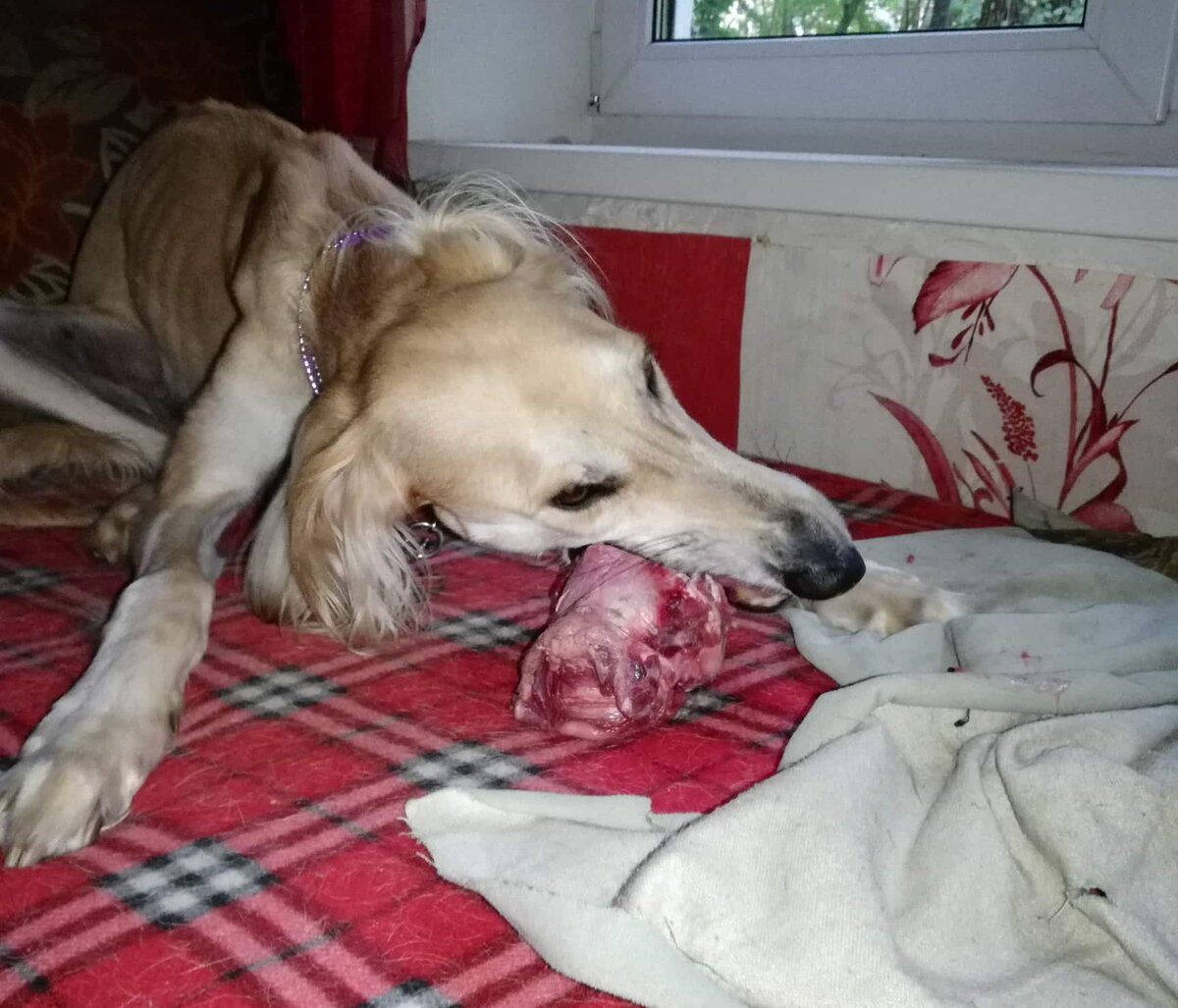 Тазы Борзомир Алмаз