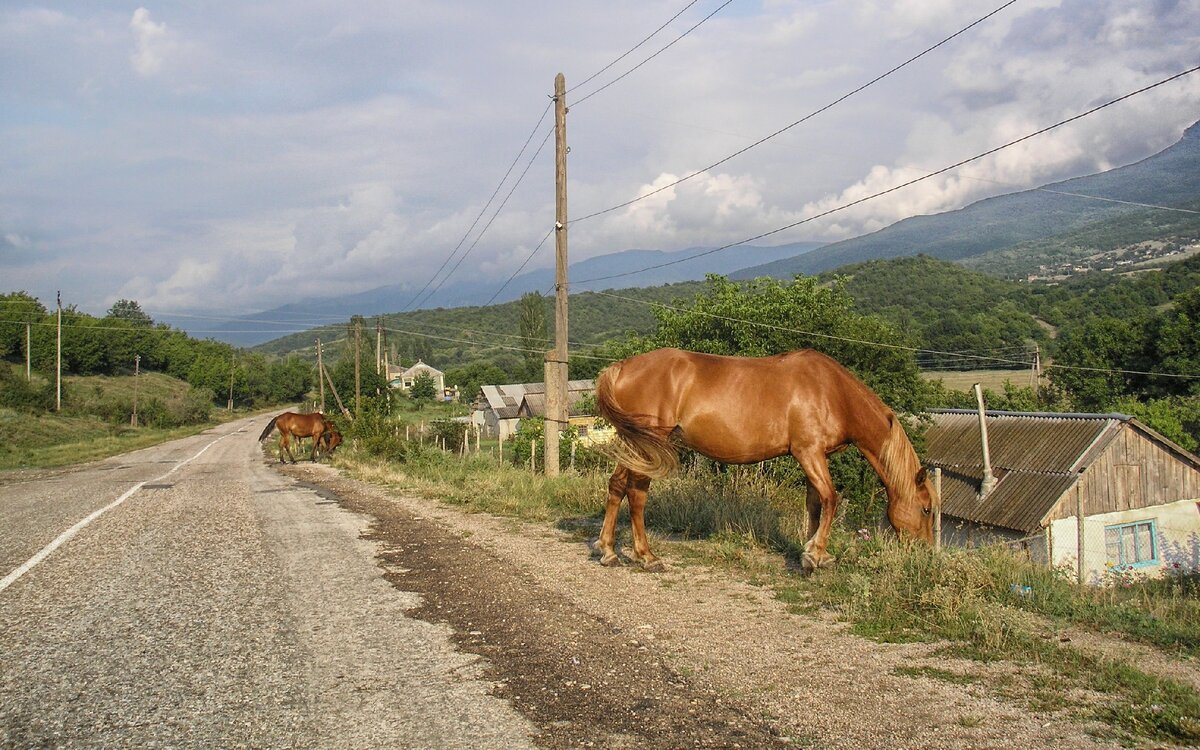 Здесь есть всё. Животные, растения, дома и провода :)