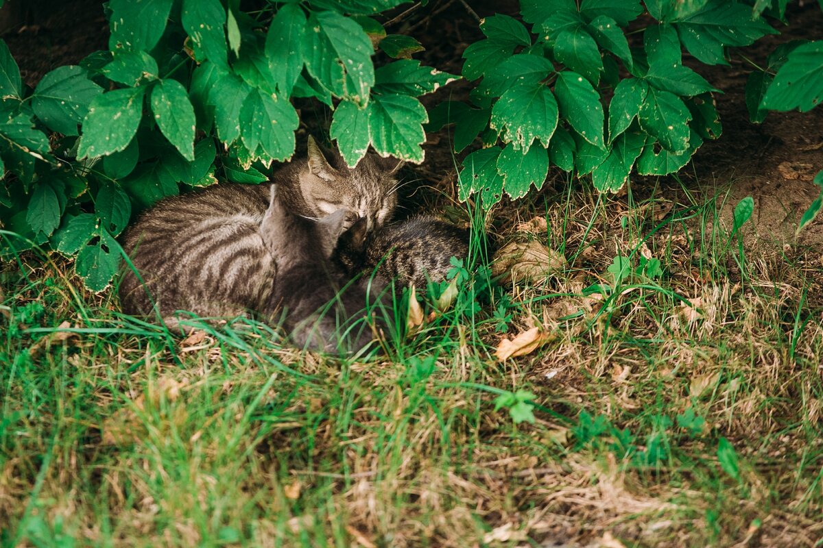 Кошка с котятами на улице
