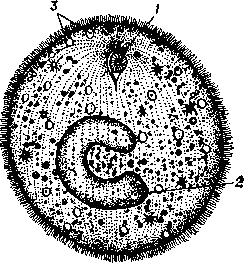  Враг твоих рыбок. Его зовут Ichthyophthirius multifiliis. Бойся его.