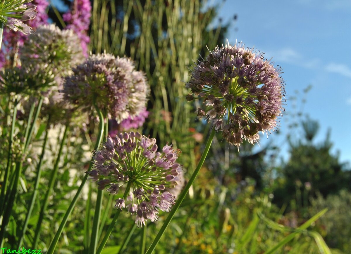 Allium wallichianum