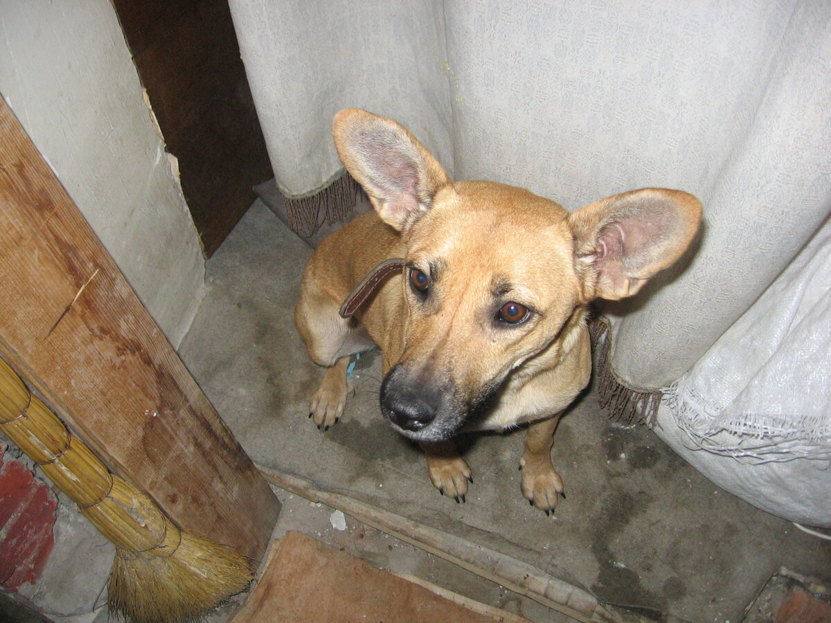 Это Катька, метисочка стафа. У которой оказались очень смешные ушки.