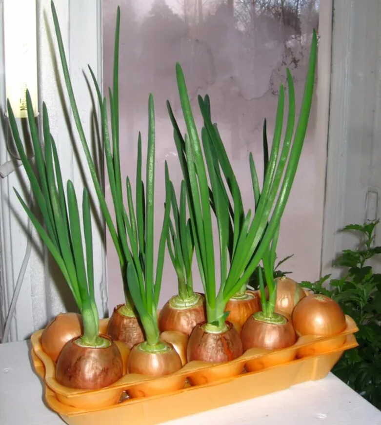«Свой» зеленый лук к новогоднему столу: отличная идея выращивания луковиц в яичных лотках