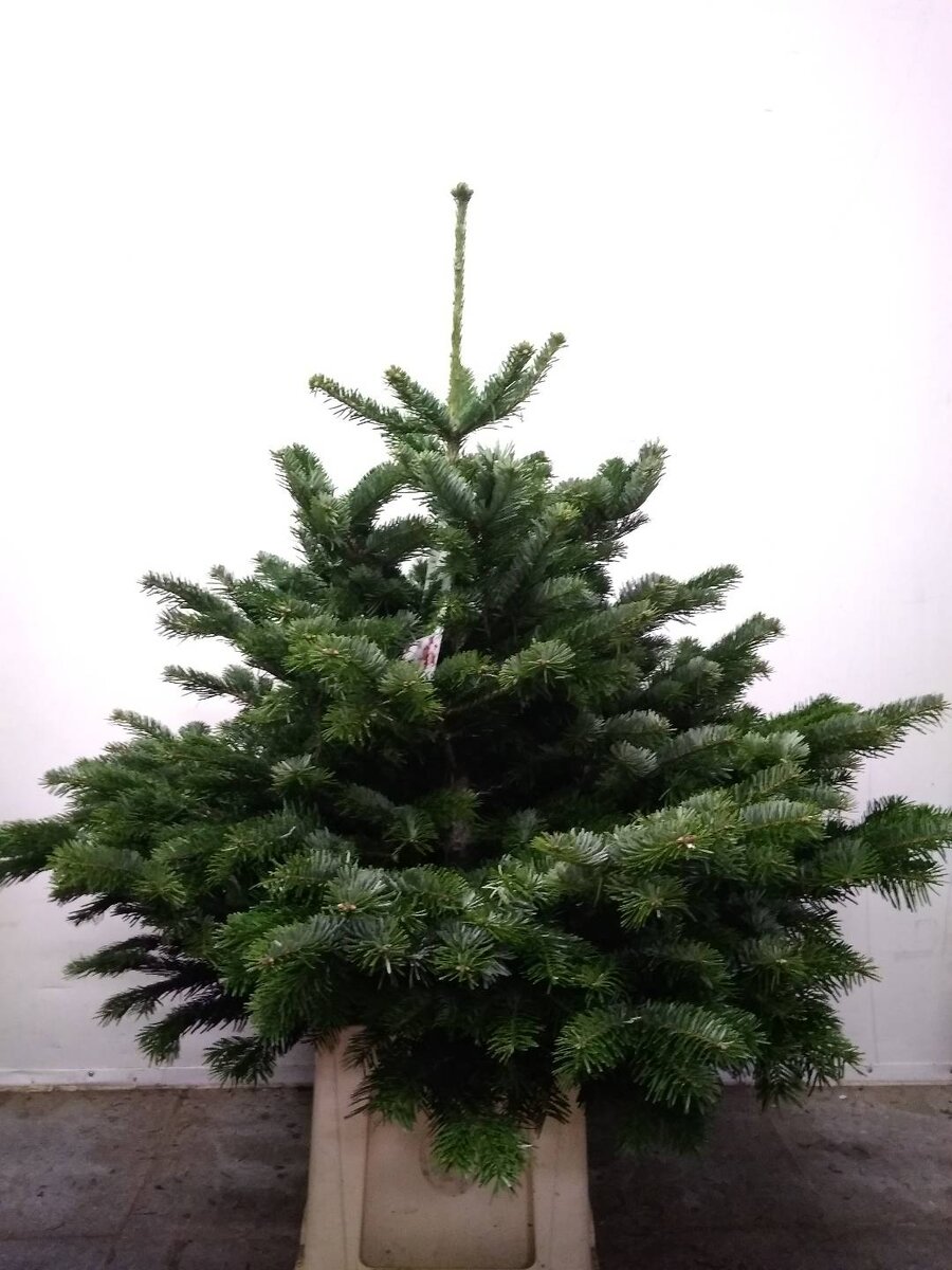 Без подставки 