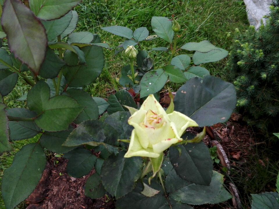 Розу нужно пересаживать. Она плохо развивается. Фото автора