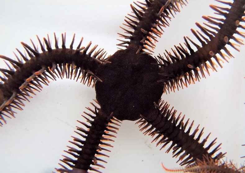 Красная хрупкая звезда, Ophiocoma wendtii, видна на этом снимке, выпущенном 2 января 2020 года. Лорен Самнер-Руни / Раздаточный материал через REUTERS. Двоюродный брат морской звезды и морского огурца, этот вид, который живет среди коралловых рифов Карибского моря, является одним из двух известных животных, у которых нет глаз, но все еще обладают способностью видеть.