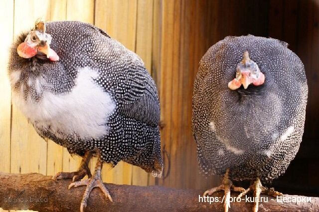 Бройлерные цесарки: описание пород с фото, отзывы, вес, советы