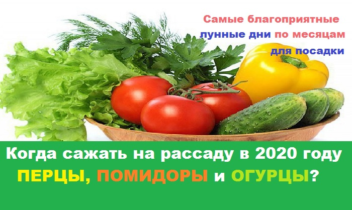 Посадка томатов на рассаду в 2024 году по лунному календарю 54 фото - RusOrgs.ru