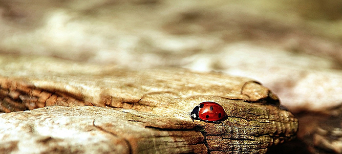 Фото: pixabay