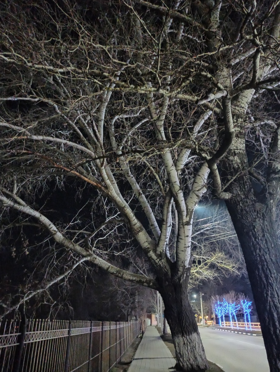 Чуть ли не самое древнее дерево