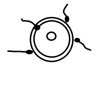 оплодотворение