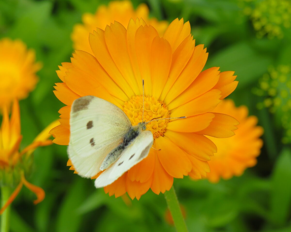 Foto by https://unsplash.com/@nanichkar
