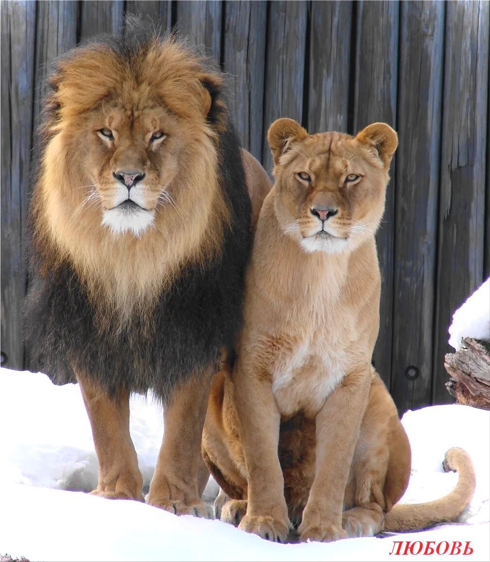 Совместный взгляд на жизнь.....Не смотря на обстоятельства..