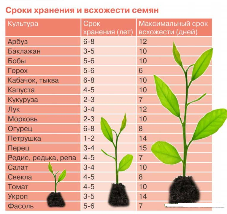 Почему нельзя на хранение влажные семена. Температура прорастания семян таблица. Таблица всхожести семян. Сроки всхожести семян. Сроки прорастания семян.