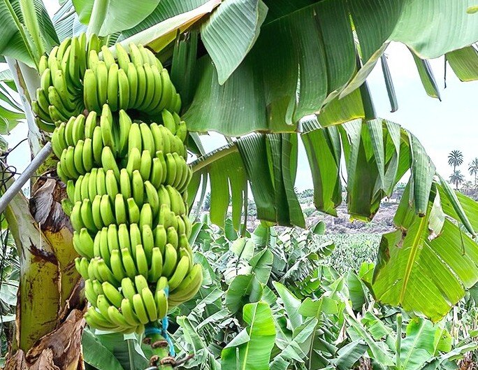 Плантации бананов в умеренно континентальном климате. Гипотеза