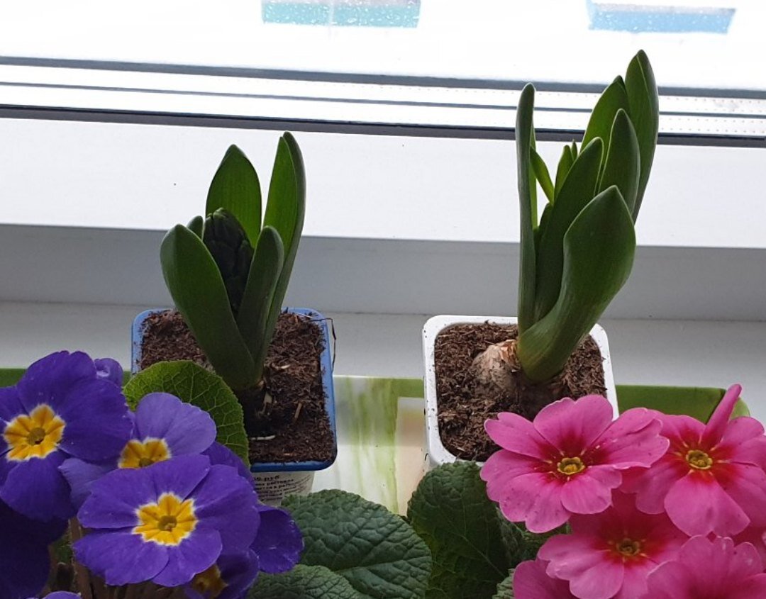 Гиацинты набирают цвет