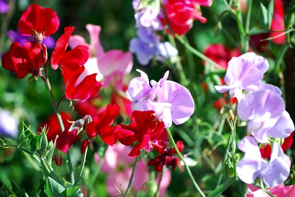 Цветки ароматные и душистые, отличаются скромной умеренной красотой.