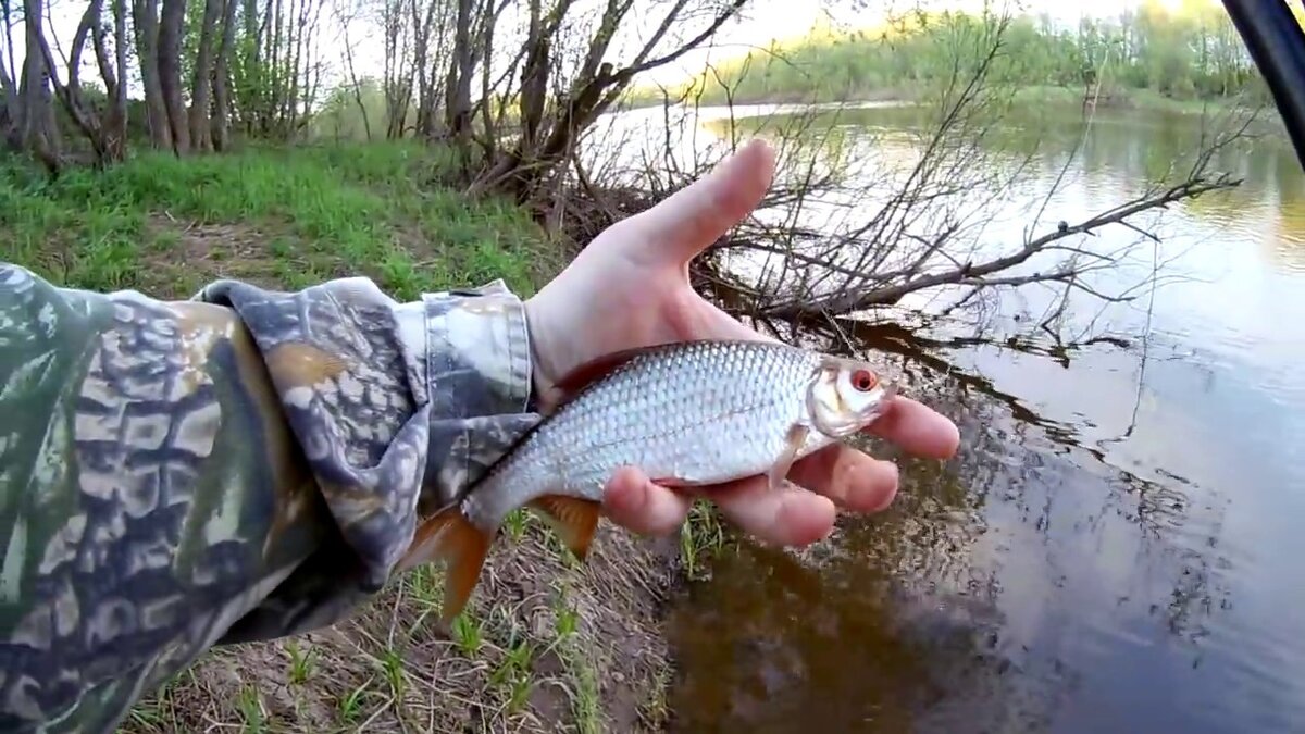 Ловля плотвы на малых реках. Как поймать рыбу в апреле | Простая Рыбалка!  🐟 | Дзен