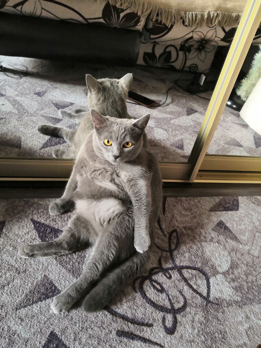 Мой пушистый зверь! 