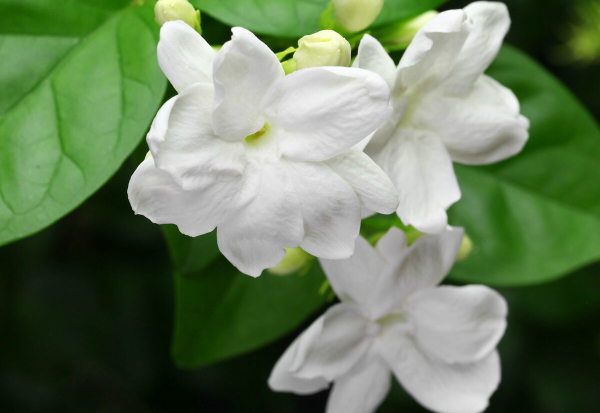 Жасмин полиантум / Jasminum polyanthum