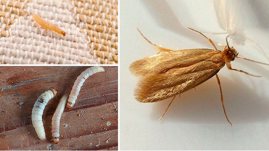 Фото с ресурса «Яндекс Картинки»